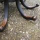 Parrot coat holder in curved wood - Art Nouveau