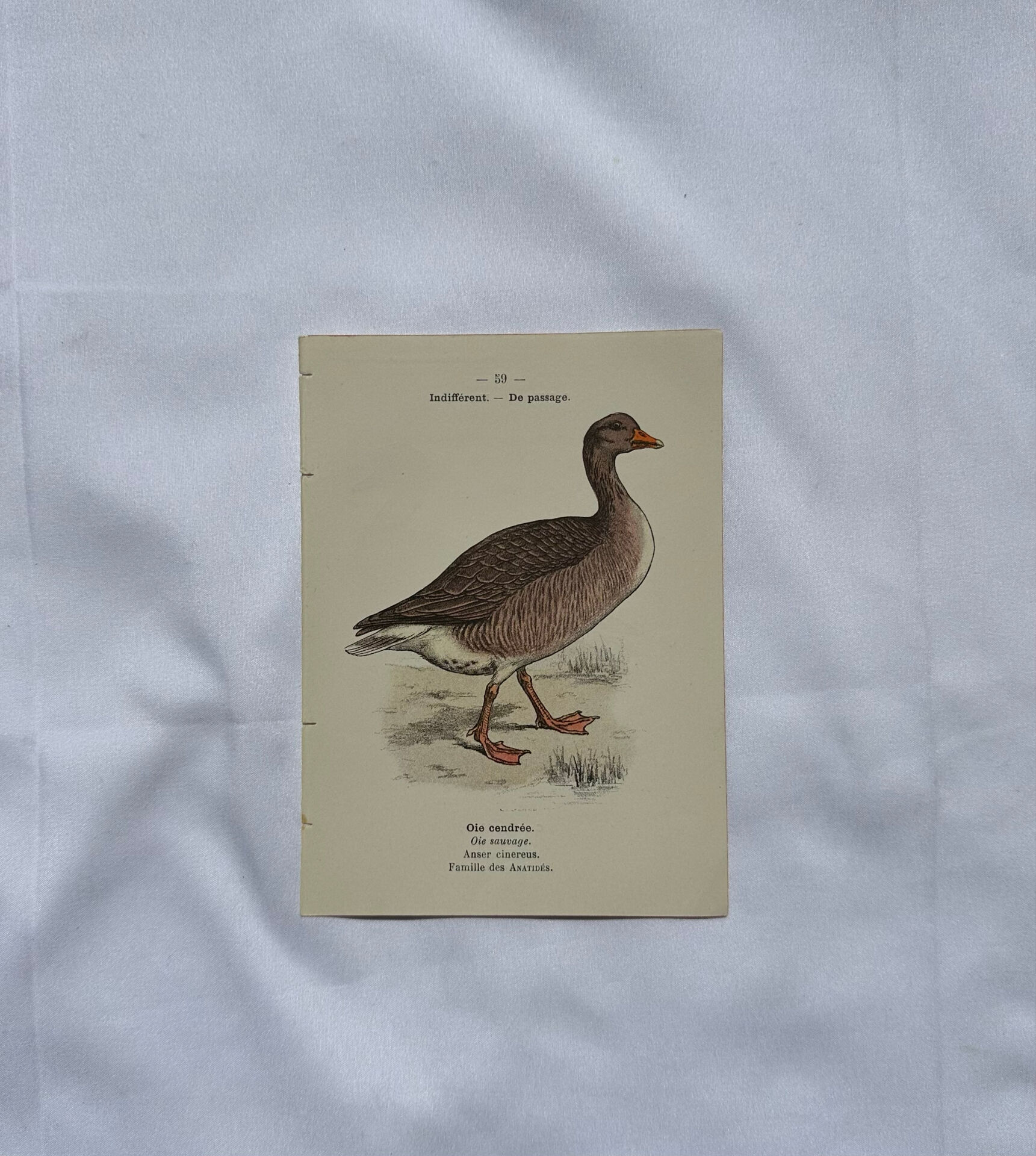 Botanical Plate Engraving of Birds, Naturalist, 19th Century, Double-sided A
