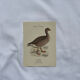 Botanical Plate Engraving of Birds, Naturalist, 19th Century, Double-sided A