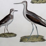Engraving 4 Birds - Original plate of the "Chalcography of the Louvre" - Plover and Knight
