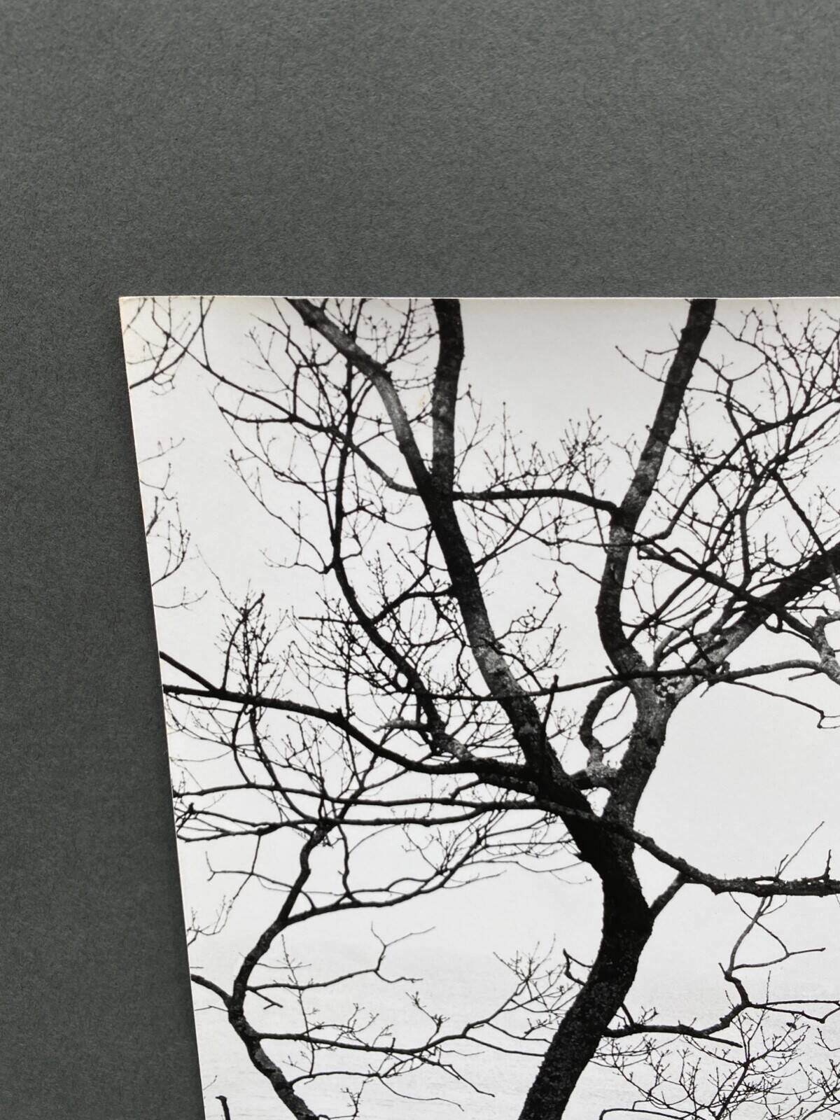 Silver gelatin photograph by Bernard Darot, Two Trees by the Water, 20th century