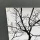 Silver gelatin photograph by Bernard Darot, Two Trees by the Water, 20th century