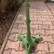 Table bistrot pedestal table