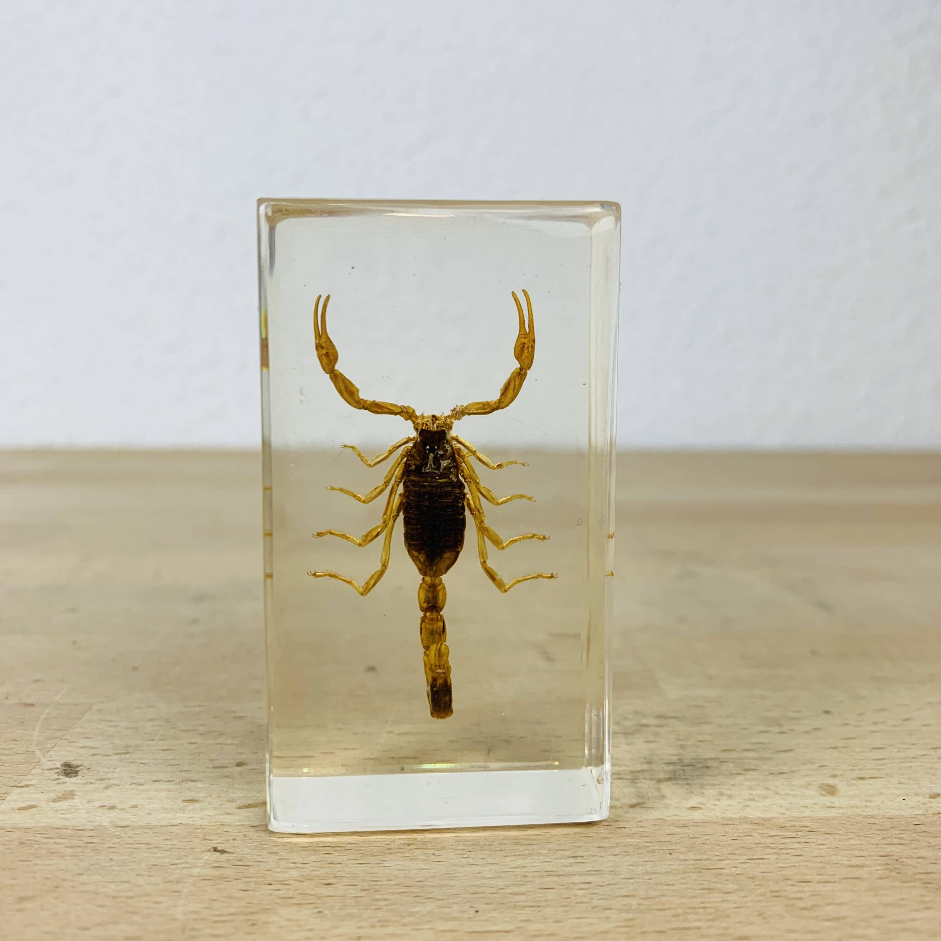 Scorpion insect inclusion resin