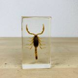 Scorpion insect inclusion resin