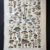 Poster about vegetables and lithograph about mushrooms