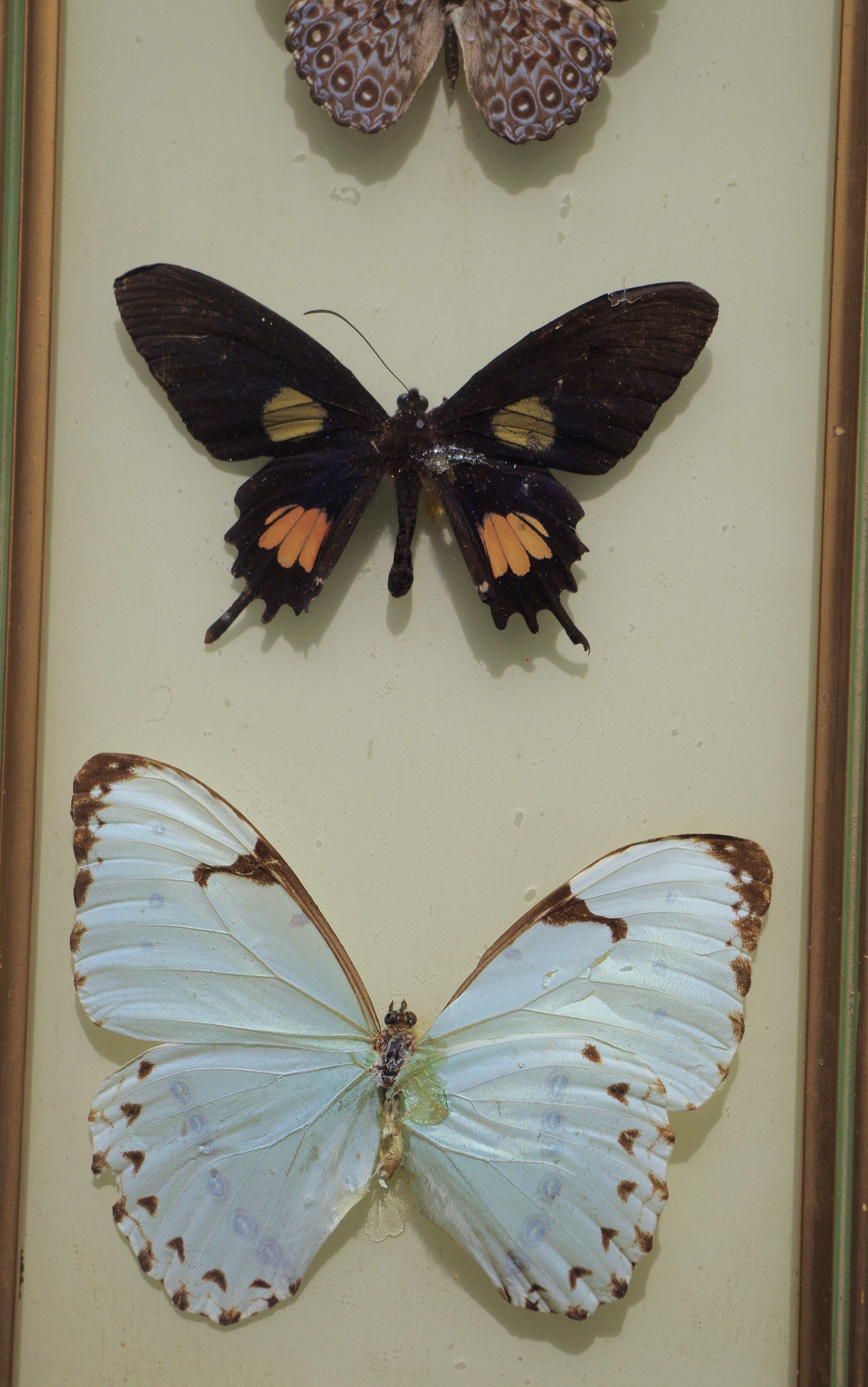 Naturalized butterflies