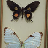 Naturalized butterflies