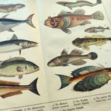 1898 Engraving - Fish - Tuna and Mackerel - Large Vintage Lithograph