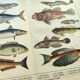 1898 Engraving - Fish - Tuna and Mackerel - Large Vintage Lithograph