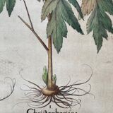 Botanical plate of L'Hortus Eystettensis