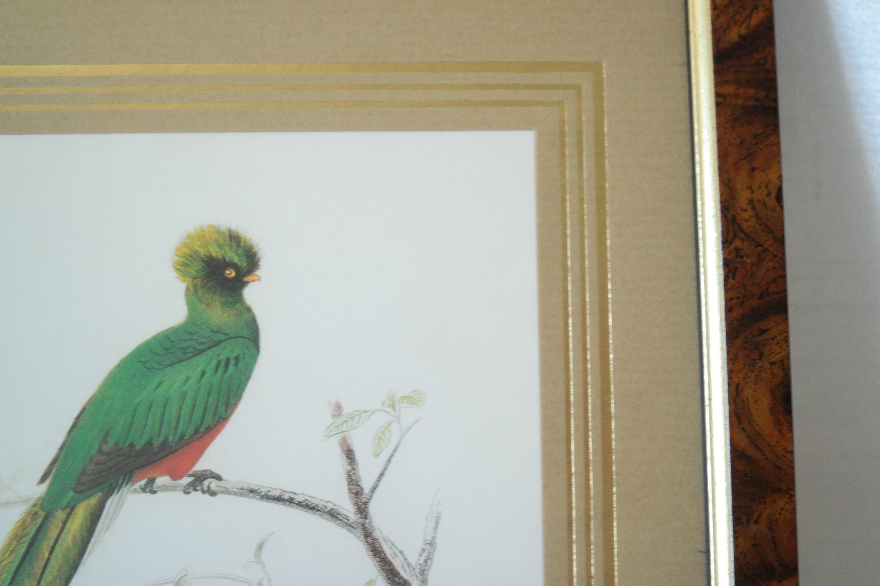 Pair of framed bird engravings