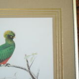 Pair of framed bird engravings