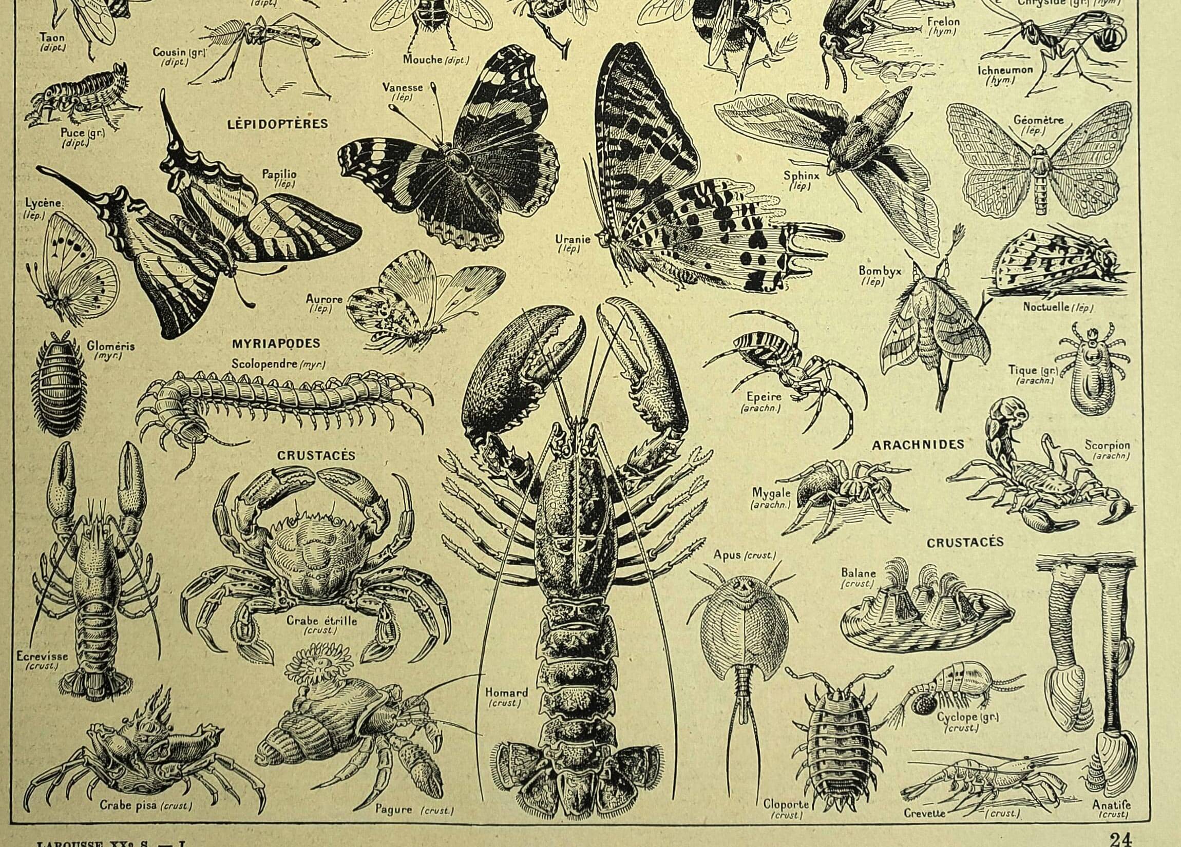 Antique engraving 1928 - Athropods, insect, crustacean, butterfly