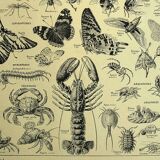 Gravure ancienne 1928 - Athropodes, insecte, crustacé, papillon
