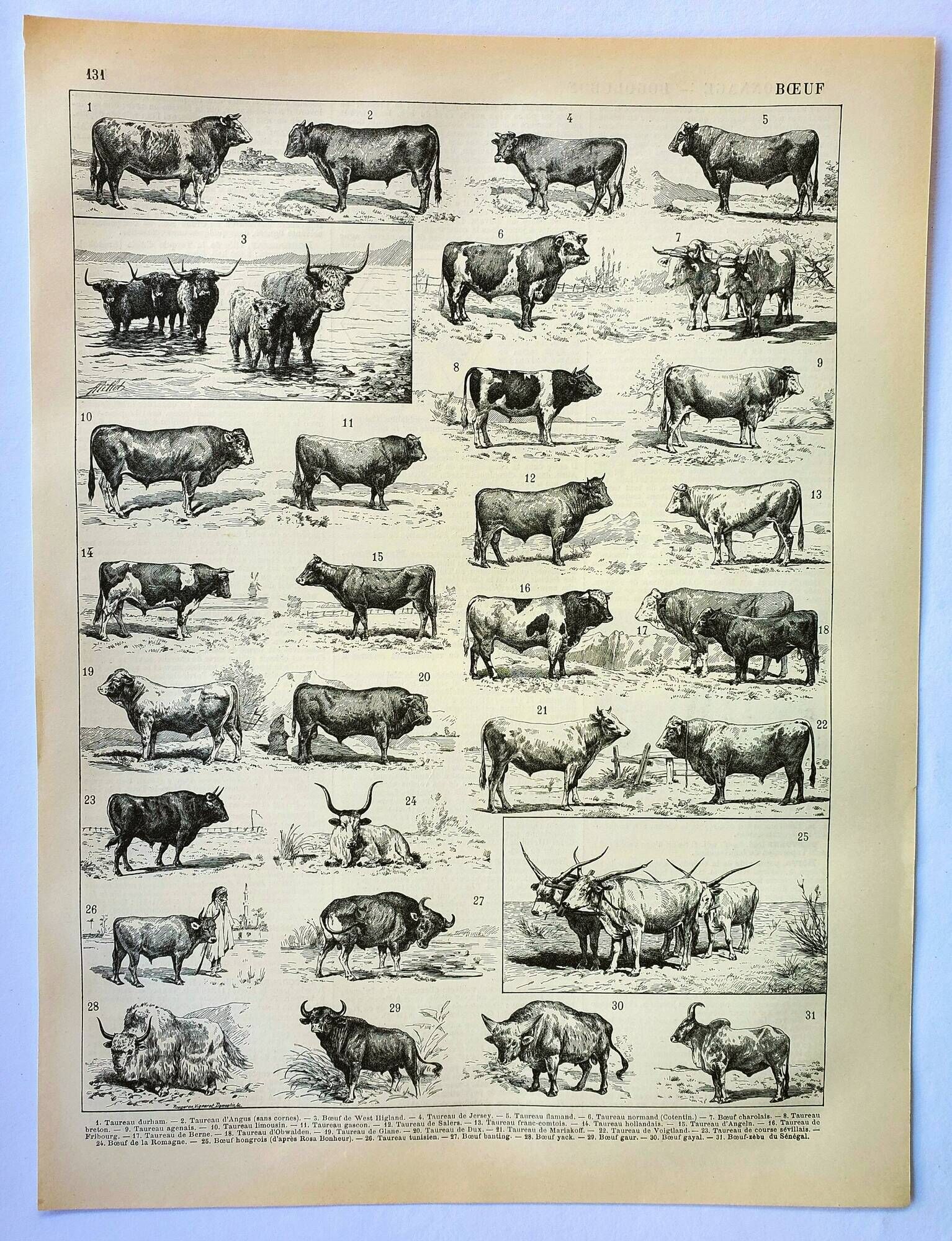 Gravure ancienne 1898, Bœuf, vache, taureau, veau • Lithographie, illustration originale