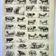 Gravure ancienne 1898, Bœuf, vache, taureau, veau • Lithographie, illustration originale