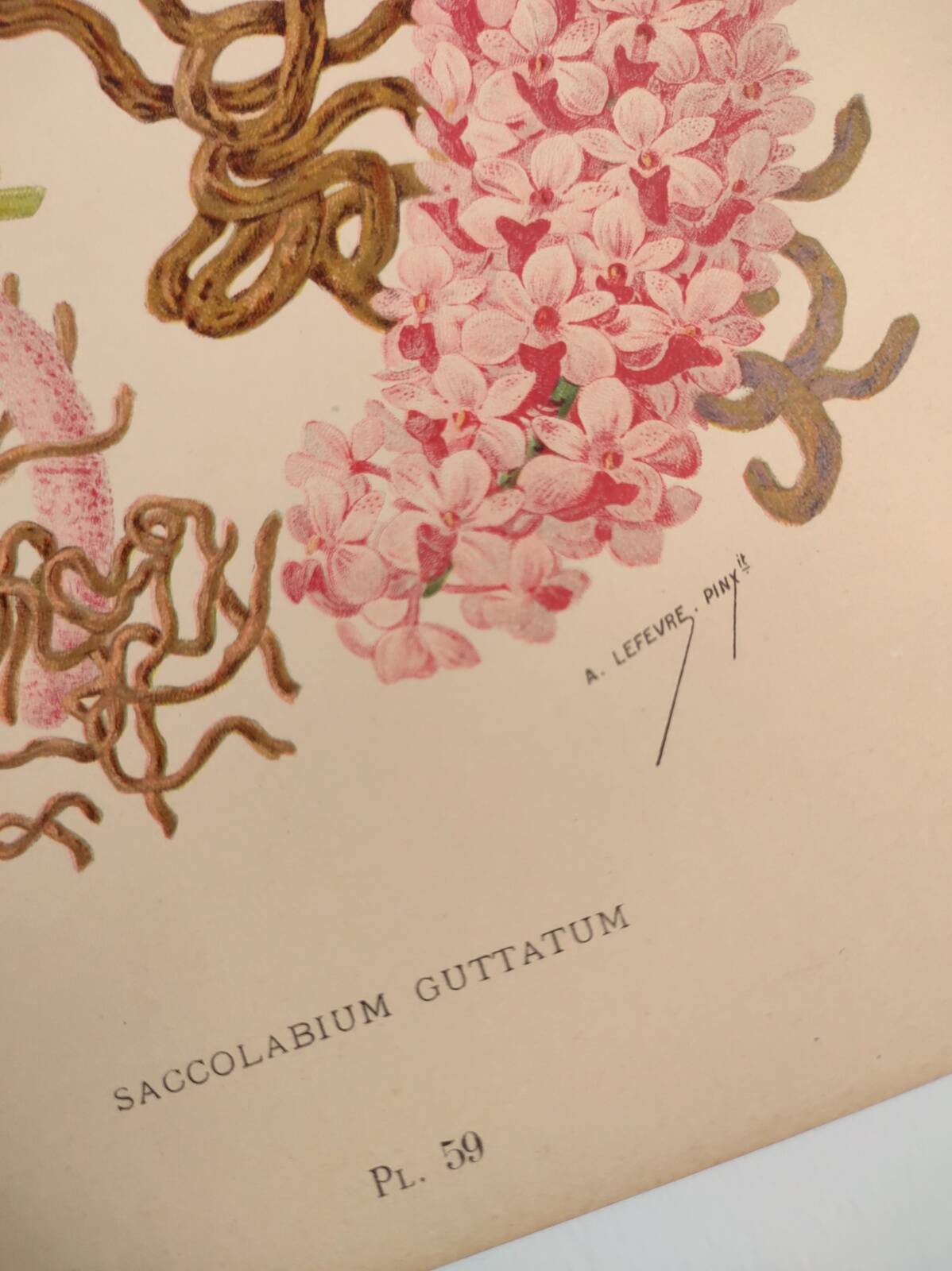 Botanical plate from 1897 - Spotted Saccolabium - Original old flower engraving by A.Lefevre