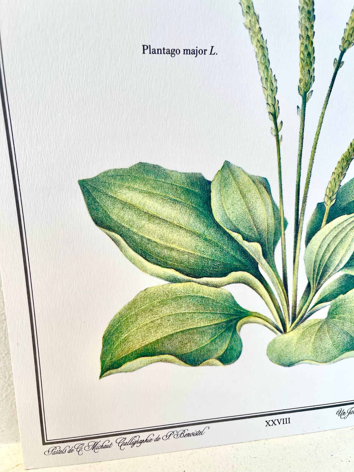 Botanical plate – Large plantain – Louis Pariente, 1986