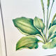 Botanical plate – Large plantain – Louis Pariente, 1986