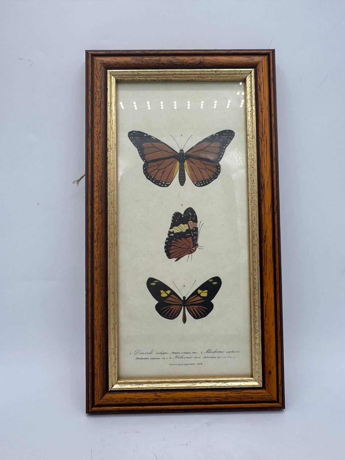 Butterflies lithograph frame