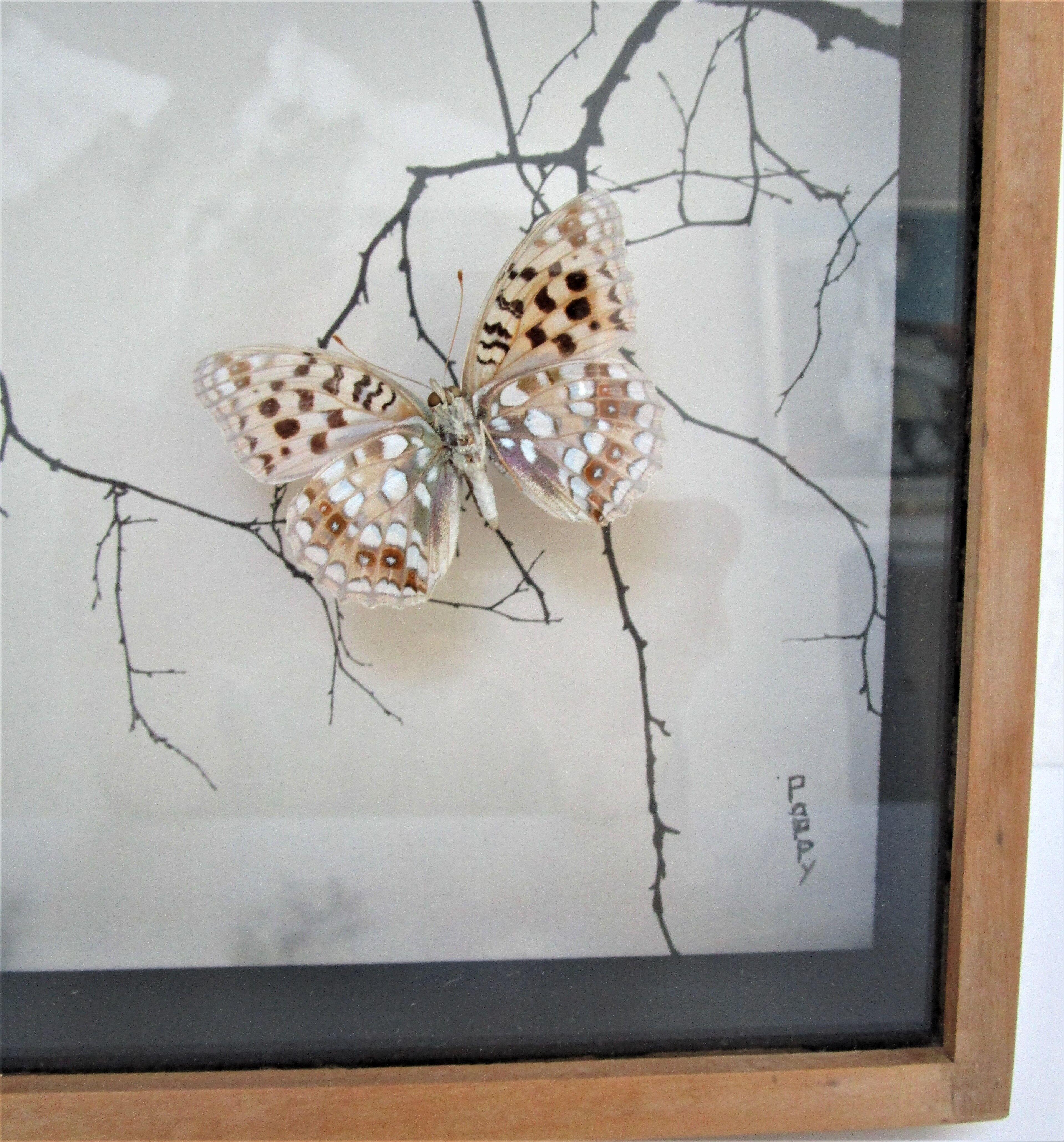 Three wooden frames with naturalized butterflies vintage 60s