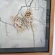 Three wooden frames with naturalized butterflies vintage 60s