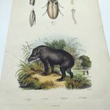 Gravure Original de 1838 -Tapir et taupin- Planche zoologique ancienne coloriée à la main