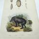 Original engraving from 1838 -Tapir and wireworm- Old hand-colored zoological plate