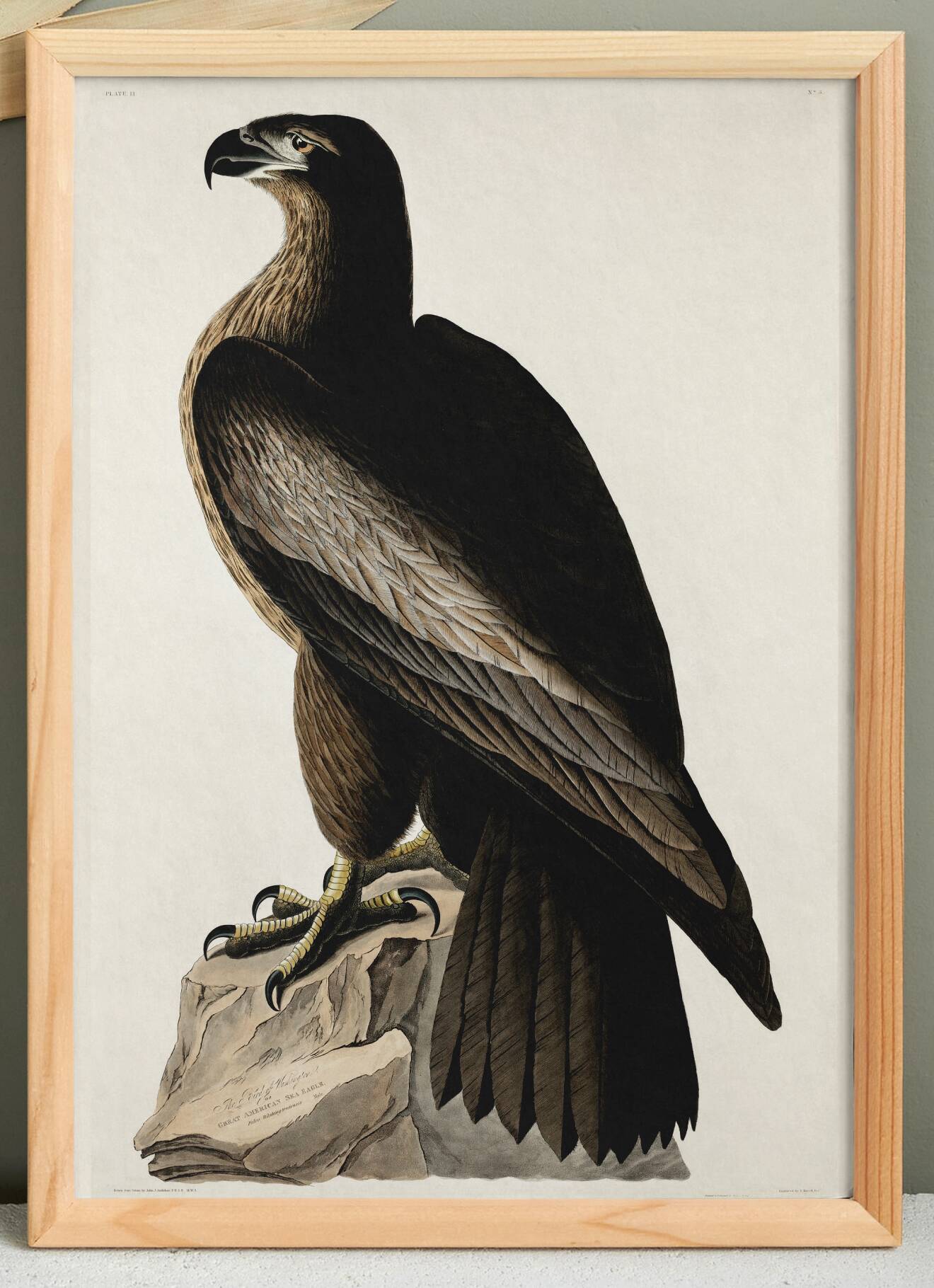 Poster about the Golden Eagle, based on an old engraving from 1827.