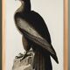 Poster about the Golden Eagle, based on an old engraving from 1827.