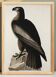 Poster about the Golden Eagle, based on an old engraving from 1827.