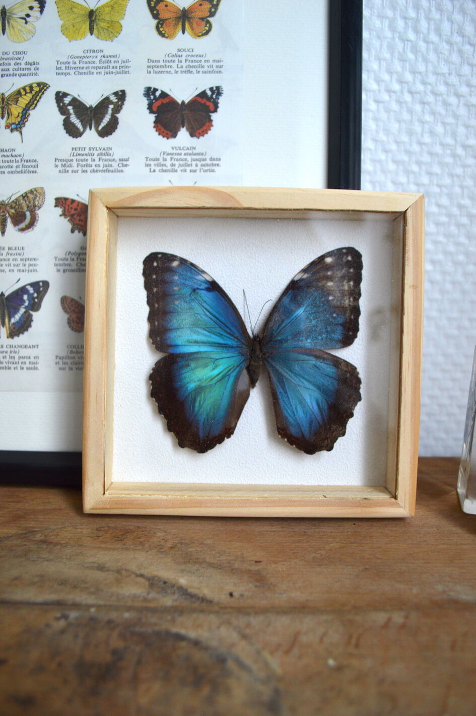 Naturalized Morpho butterfly