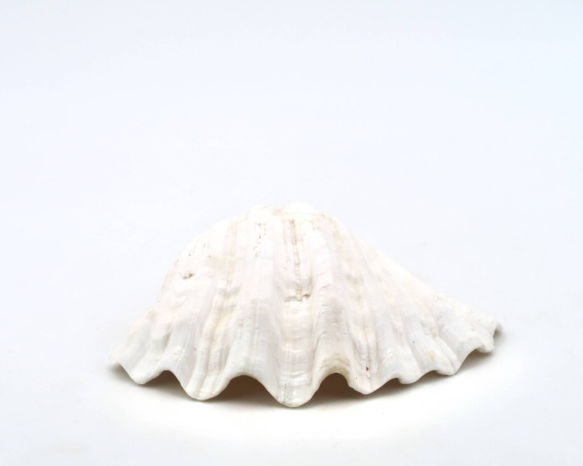 Natural white shell vide poche, vintage 1970s.