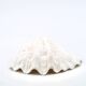 Natural white shell vide poche, vintage 1970s.
