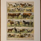 Lithograph of mammals - 1900 (giraffe, cows, etc.)