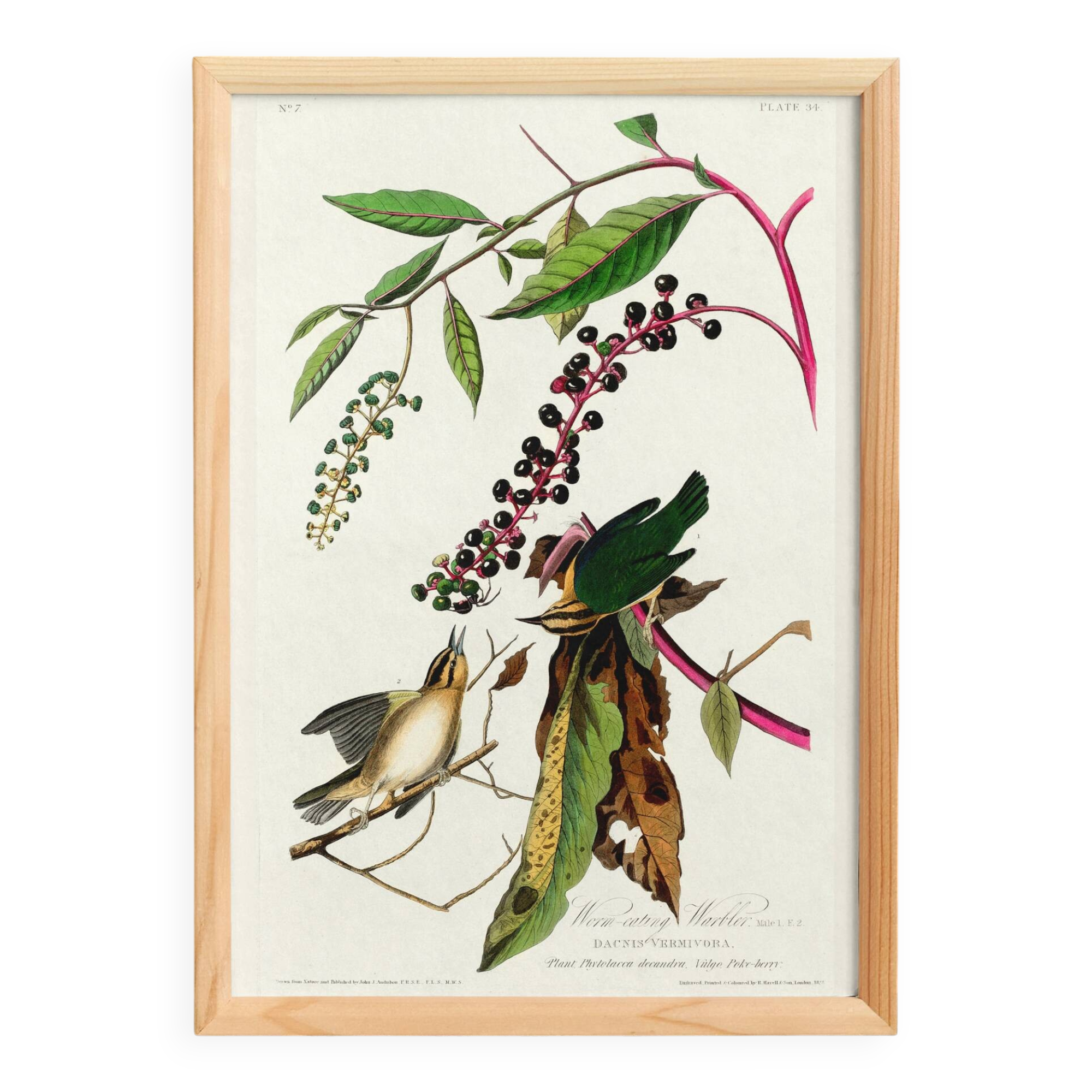 Poster about the Worm-eating Warbler, based on an old engraving from 1827.