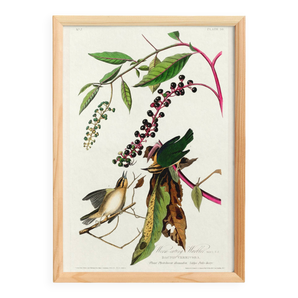 Affiche sur la Paruline vermivore, d’après une gravure ancienne de 1827.