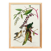 Affiche sur la Paruline vermivore, d’après une gravure ancienne de 1827.