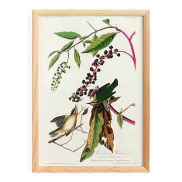 Poster about the Worm-eating Warbler, based on an old engraving from 1827.