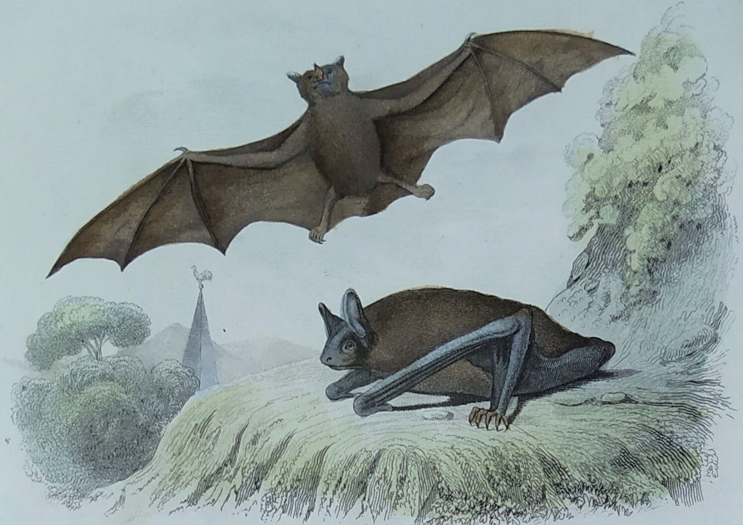 Ornithological board "Mouse" Buffon 1840