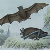 Ornithological board "Mouse" Buffon 1840