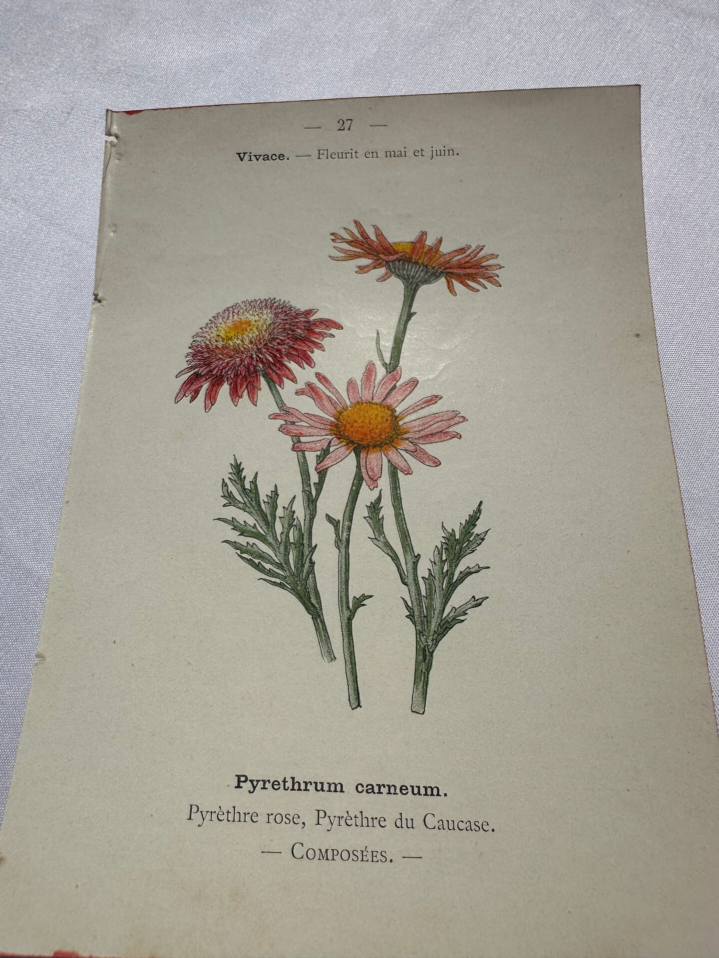 🌿 Botanical Plate Old Naturalist Engraving 19th Century Double-Sided A