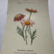 🌿 Botanical Plate Old Naturalist Engraving 19th Century Double-Sided A