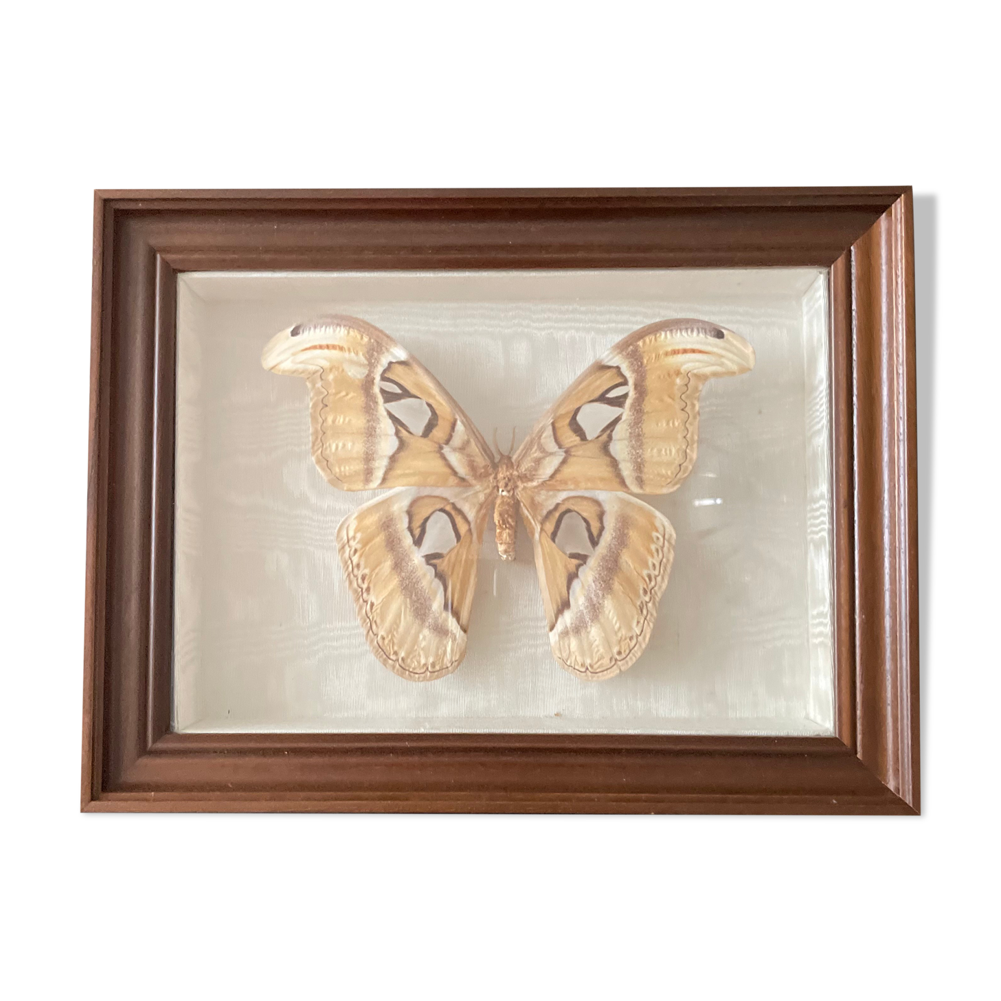 Butterfly framed Attacus Atlas