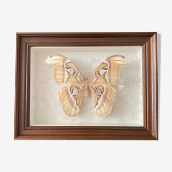 Butterfly framed Attacus Atlas