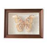 Butterfly framed Attacus Atlas