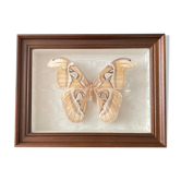 Butterfly framed Attacus Atlas