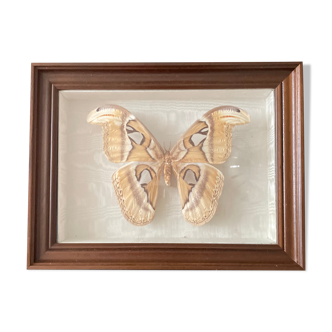 Butterfly framed Attacus Atlas