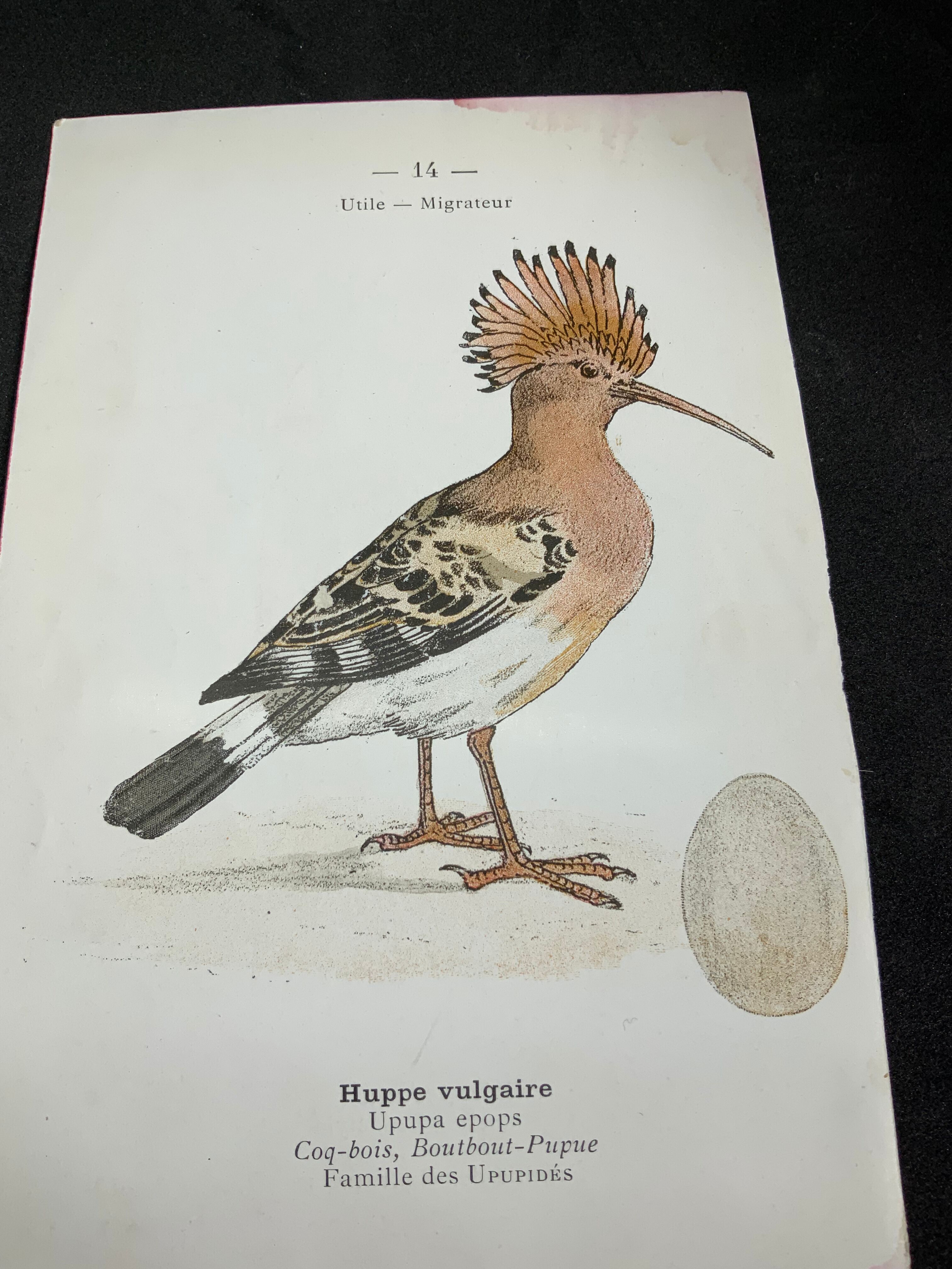 Planche naturaliste ancienne oiseaux gravure double face ouvrage 1908 G. Denise